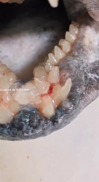 Зубатка — нижний ряд зубов