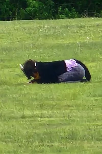 Женщина в костюме кошки, свадьба, невеста, териан, терианец, жених и невеста, женщина-кошка, внимание гостей, свадебные клятвы