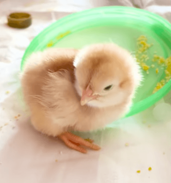 ципа півень