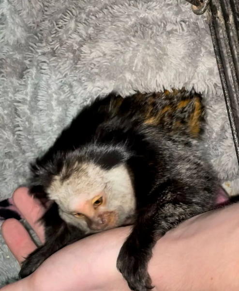 Мавпа в будинку у британки, тварини, примати, захист тварин, курйози, фото, Велика Британія