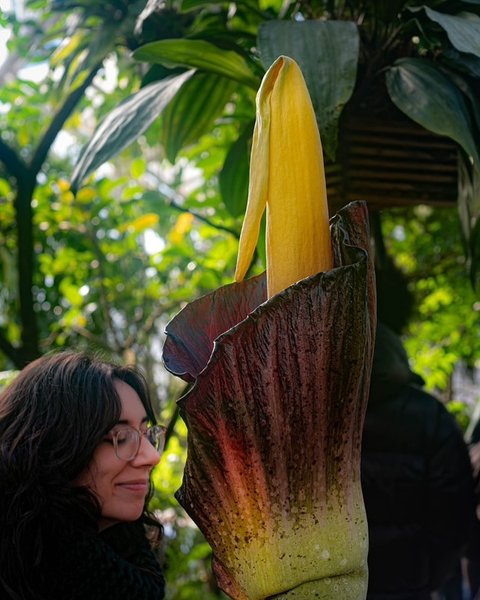 Трупна квітка розцвіла у США, що це означає, особливі рослини, цвітіння, цікаві факти, ботанічний сад