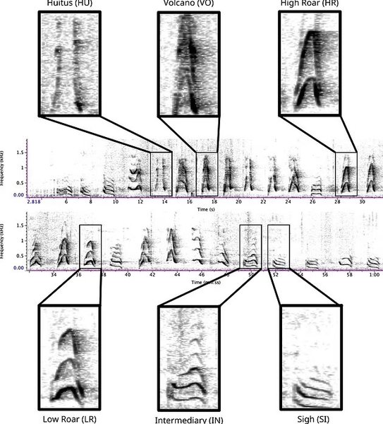 орангутан мова голосу
