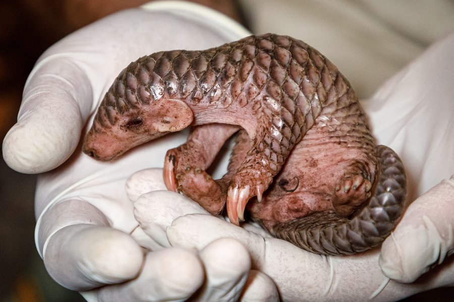 панголин, детеныш панголина, первый в европе, пражский зоопарк