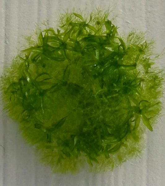 мох в космосе