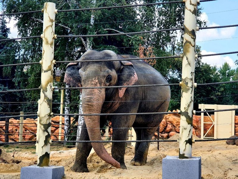 Харьков, зоопарк, слон,