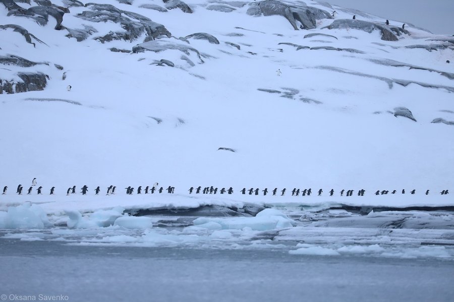 Пінгвіни в Антарктиді