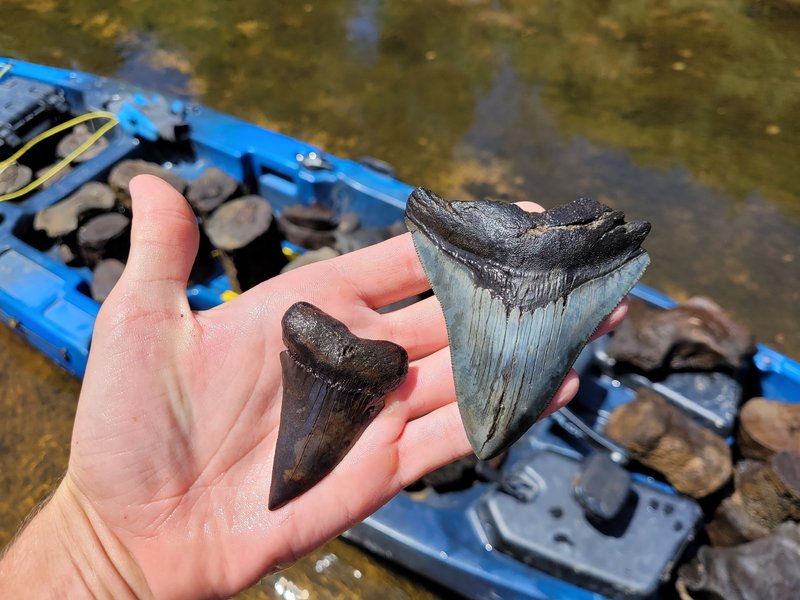 Гігантські зуби мегалодона виявлені на території штату Північна Кароліна.