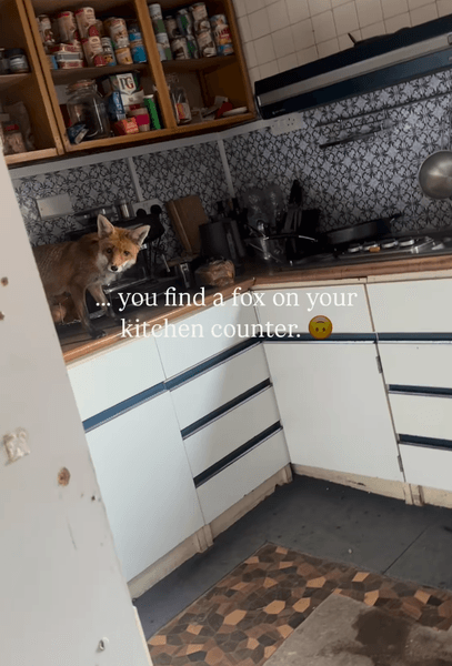 Супруги заметили дикую лису на кухне во время ремонт старинного дома