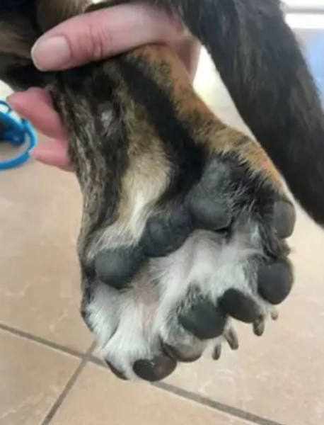 Мутація, вада, розлад, хвороби, собака, пес, цуценя, тварини, США, аномалії, цікаві історії, фото