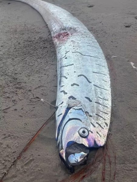 Редкую двухметровую рыбу-веслонос нашли на пляже в Австралии