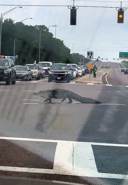 аллигатор, Флорида