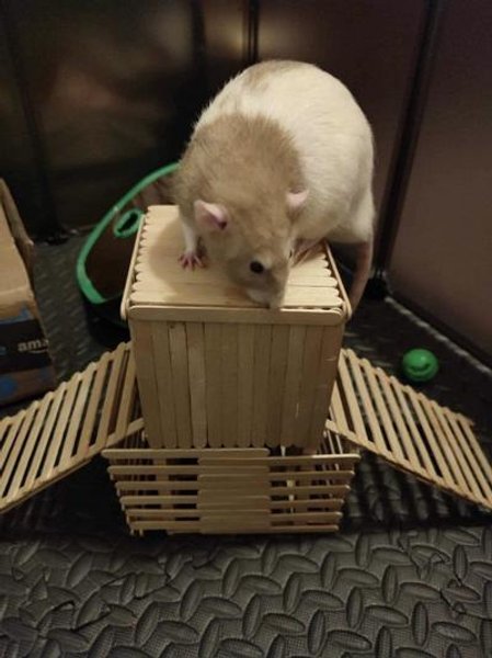 Курьез в Британии, отель для грызунов, отель для мышей, развлечения, беговая дорожка