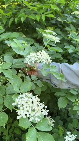 Цвіт бузини, властивості, чим корисний
