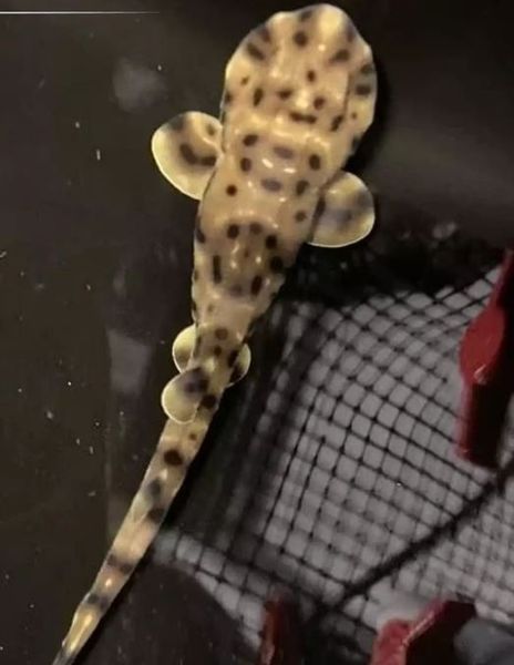 В США на свет появился детеныш акулы, но никто не знает как это возможно, самка живет без самца уже три года