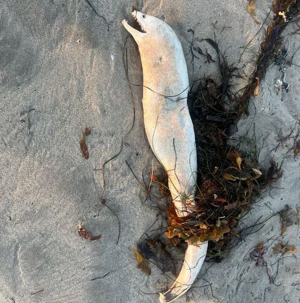 В США на пляже нашли загадочное морское существо, некоторым оно напоминает динозавра, но эксперты утверждают, что это обычная мурена