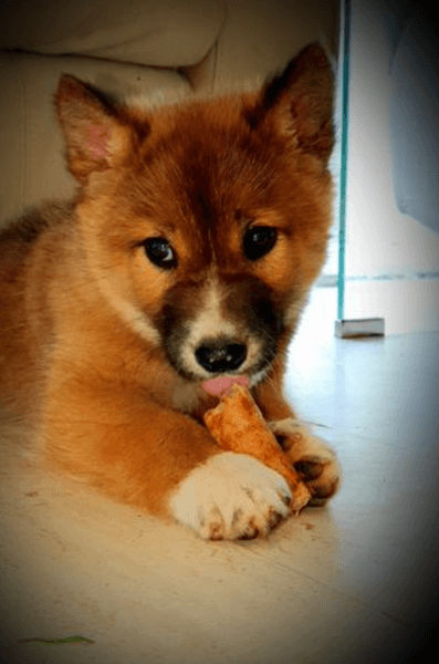 динго, Австралія, цуценя, собака, курйоз, тест ДНК, лисиця