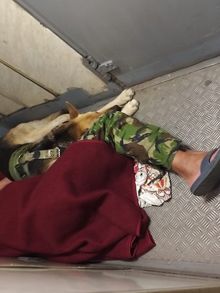 военный в тамбуре, военный поезд, военный с собакой, военный Укрзализныця