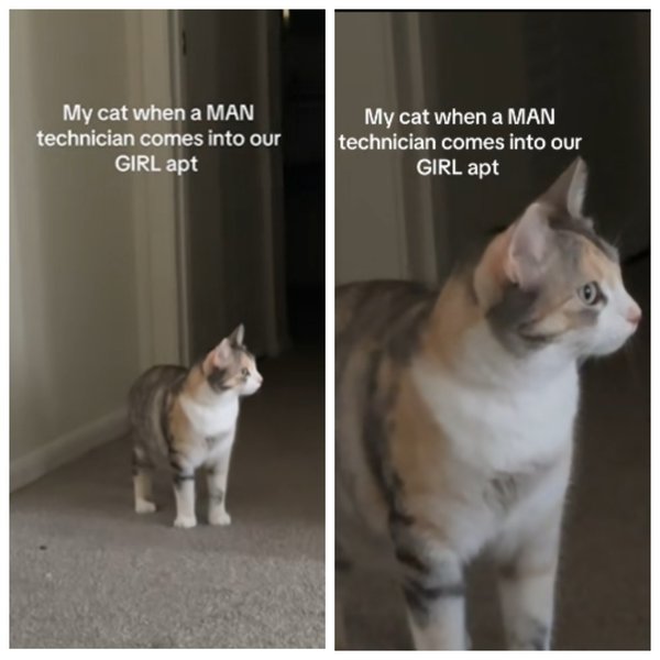 реакція кішка