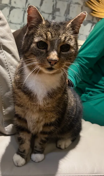 Кот из Великобритании, возвращение, невероятная история, фото, чип, курьезы