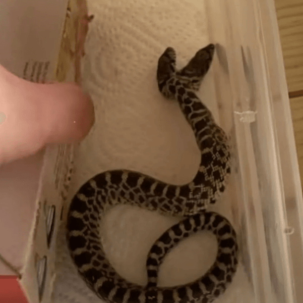 Фото: Youtube/ADJexotics / У заводчика в США вылупилась двухголовая змея
