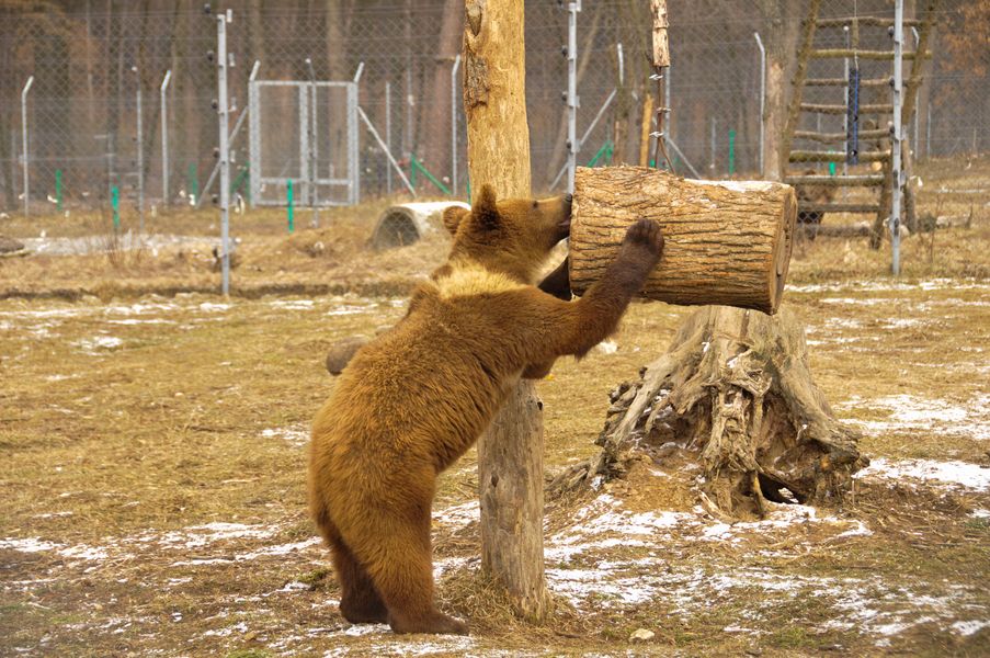 медведи, медвежий приют, защита медведей, спасение медведей, приют домажир, домажир медведи, домажир