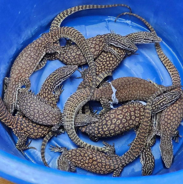 Контрабанда екзотичних звірів, дикі тварини, злочини, багаж, літак, Таїланд, фото, курйози