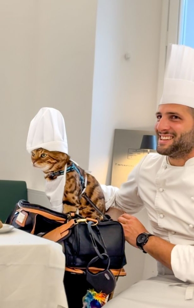 Кіт став зіркою власного телешоу, кіт Маверік Кіт став зіркою власного телешоу, кіт Маверік, кіт, тварина, курйози, кіт-серфінгіст, кіт ходить по ресторанах, зірка соцмереж