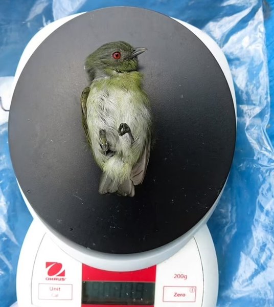 Білоголова піпра