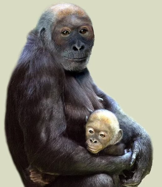 пієролапітек, гомінід, мавпа