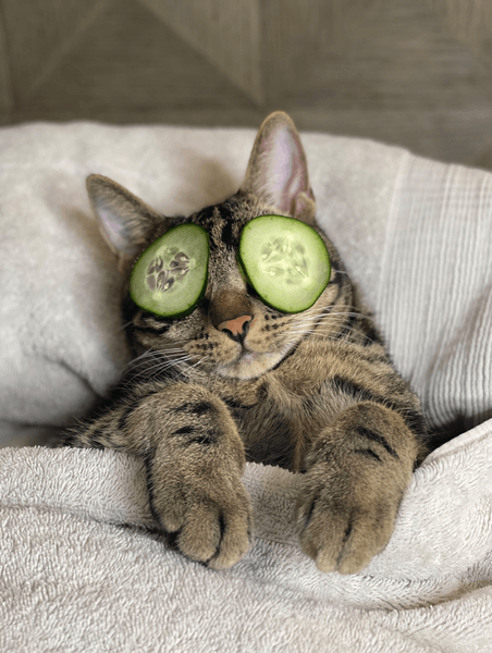 Кіт Чейз, коти