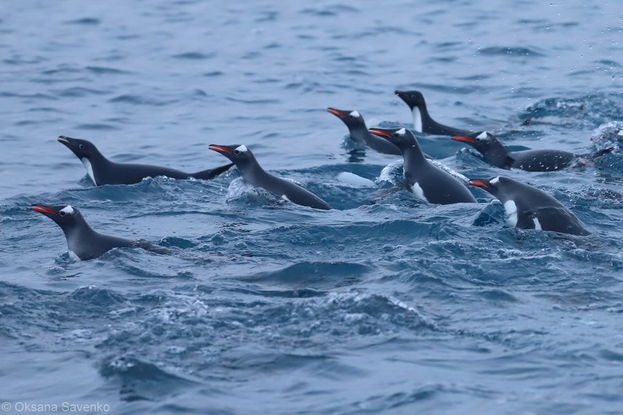 Пінгвіни у воді