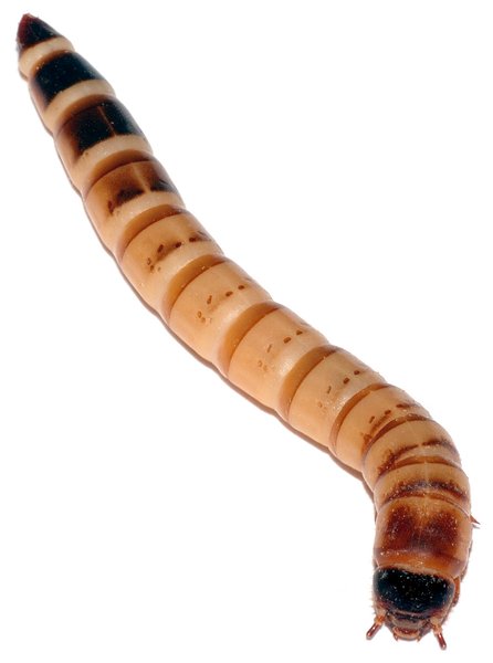 Личинки, Zophobas morio, пластик