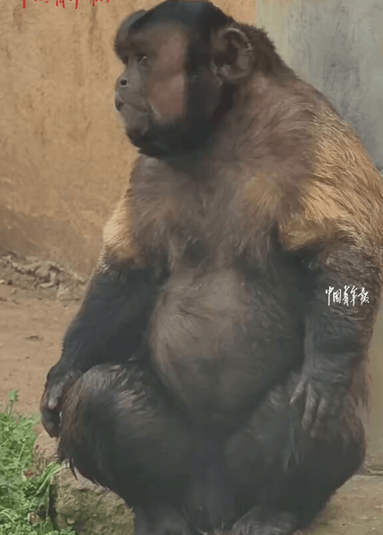 Мавпа з людським обличчям, Дачжуан, капуцин, вірусне відео, Douyin, мавпа з квадратною мордою, квадратне обличчя