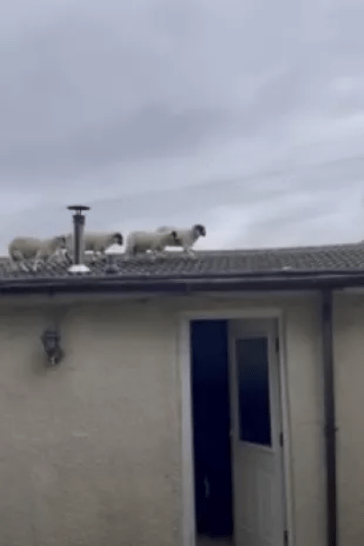 Овцы на крыше дома Овцы на крыше дома, животные на крыше дома, животные пробрались в дом, овцы гуляют по крыше, крыша дома, четверо овец