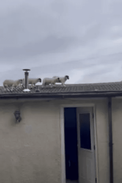Вівці на даху будинку, тварини на даху будинку, тварини пробралися до будинку, вівці гуляють по даху, дах будинку, четверо овець