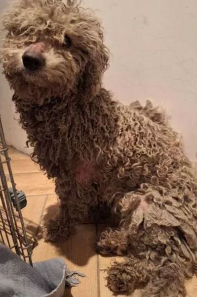 Собаку нашли в лесу через четыре месяца после исчезновения, животное нашли в дикой природе, интересные истории, животные