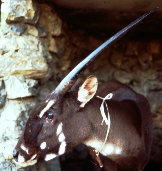 азіатський єдиноріг