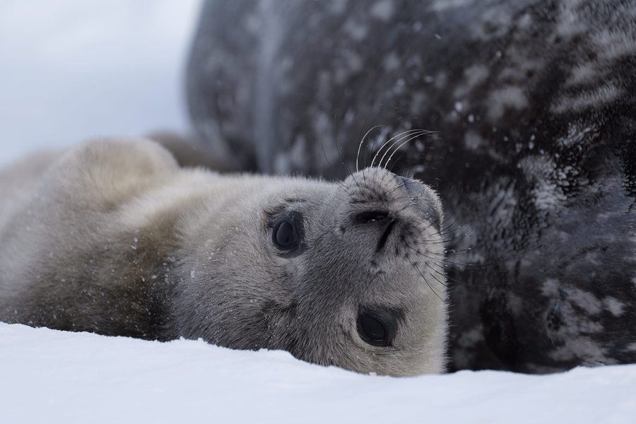 тюлень, тюлені, маленький тюлень, новонароджений тюлень, SeaBaby Світозарович