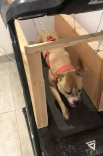 собачьи бои, тренировка собак