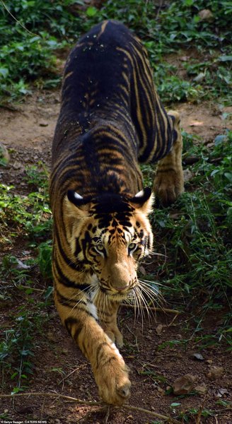 рідкісний тигр