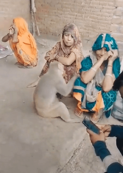 Обезьяна пришла на похороны фермера, похороны, обезьяна примат, семья, родные, кормил обезьяну своей едой,