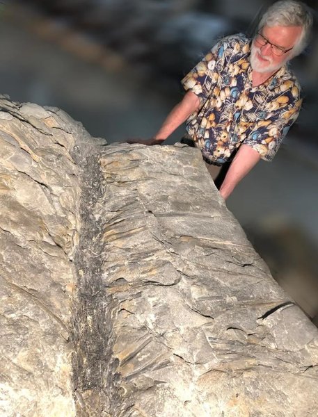 дерево окаменелость листья