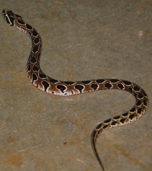 гадюка рассела Крайт, змея пакистан, Самые опасные змеи в Пакистане, Крайт, змея пакистан, Гадюка Рассела