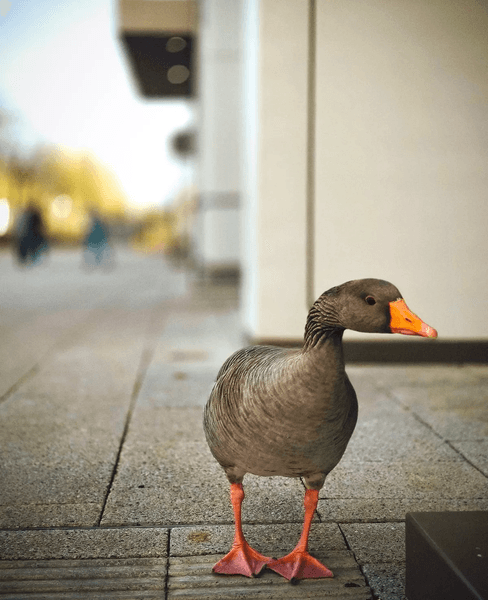 Гусак став міською знаменитістю, тварина, птах, домашній птах, міська знаменитість, вигнали з міста, заповідник