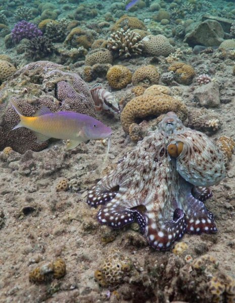 осьминоги рыбы океан