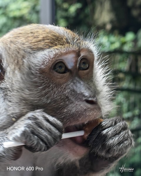Фото на телеобъектив Honor 600 Pro