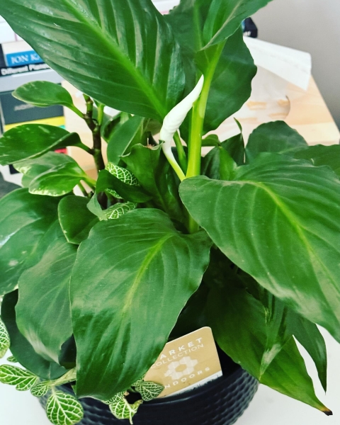 спатифиллум спатифиллум, антиаллергены, комнатные цветы