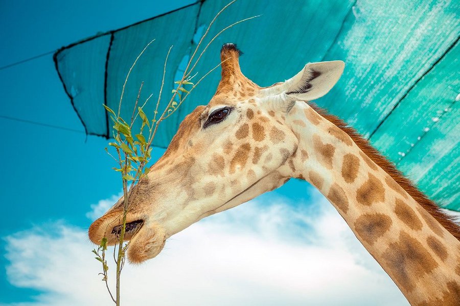 Тварини, що пережили окупацію, дуже чекають на гостей
