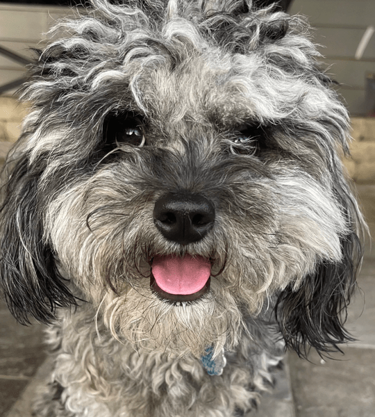 Собака, стрижка, груминг собаки, неудачная стрижка, вирусное видео, пес Луи, TikTok собака, смешное видео, собака до и после, стрижка пуделя