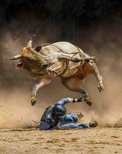 Ковбой под быком